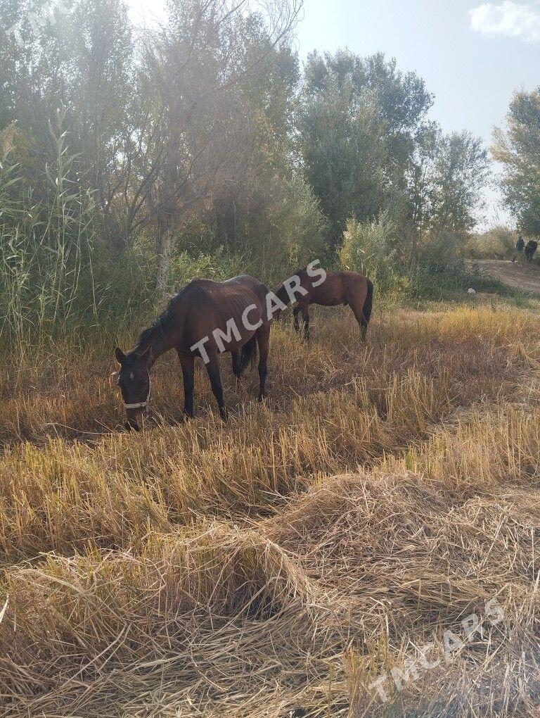 Ат,тай - Saýat - img 5