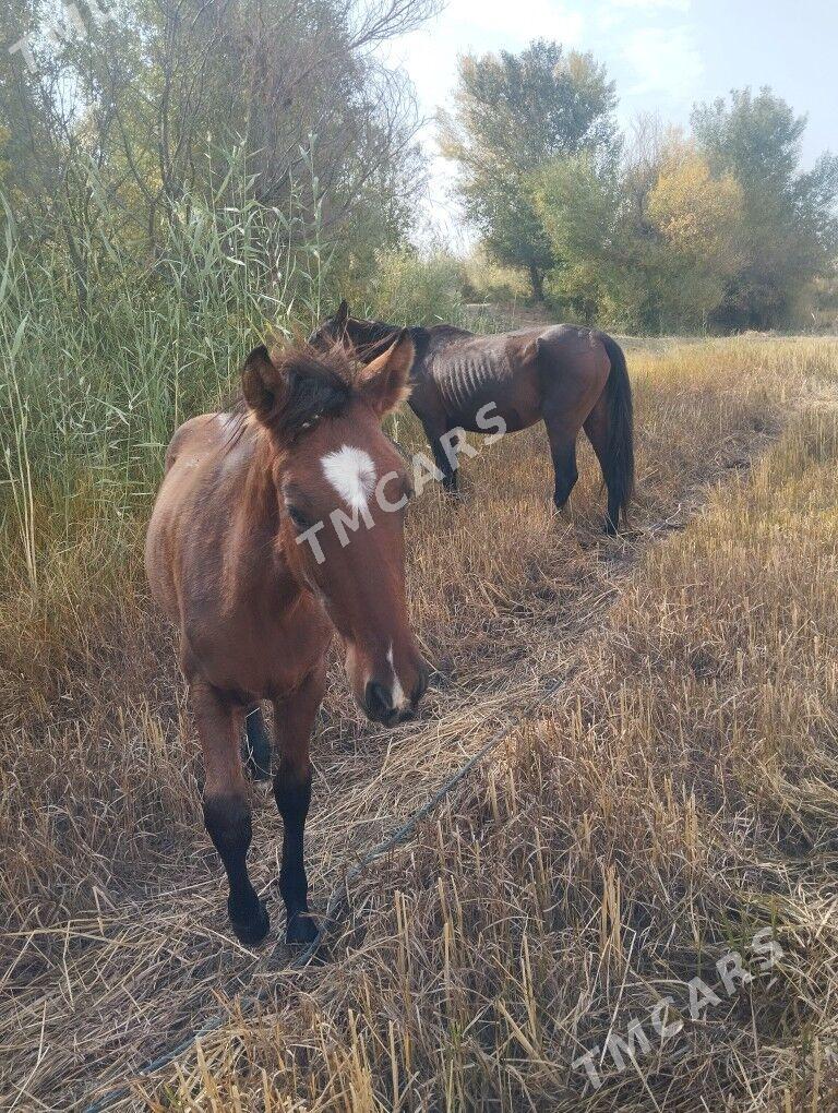 Ат,тай - Saýat - img 3