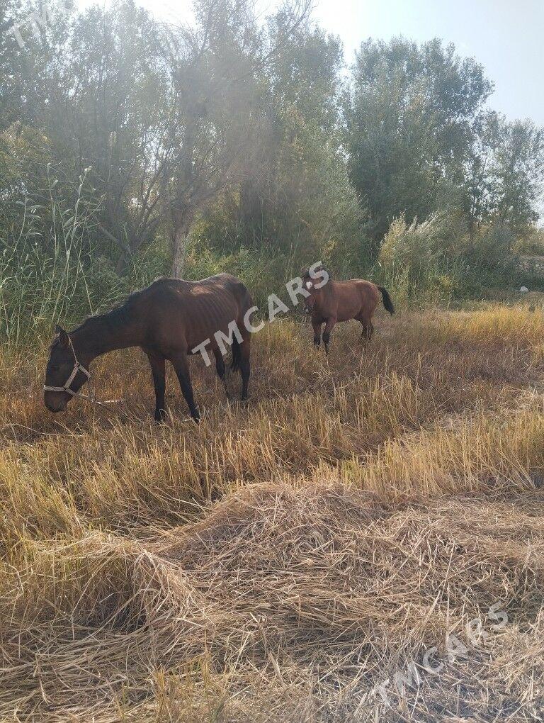 Ат,тай - Saýat - img 6