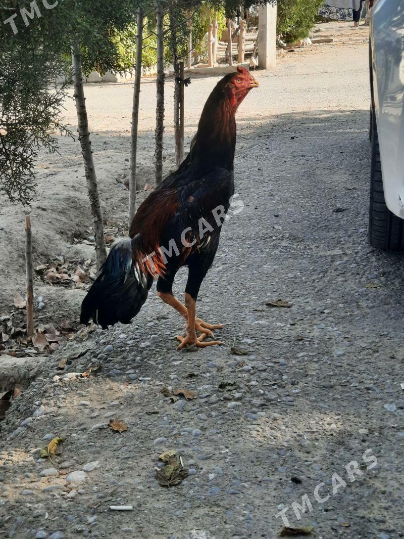 Tasket horaz - Aşgabat - img 2