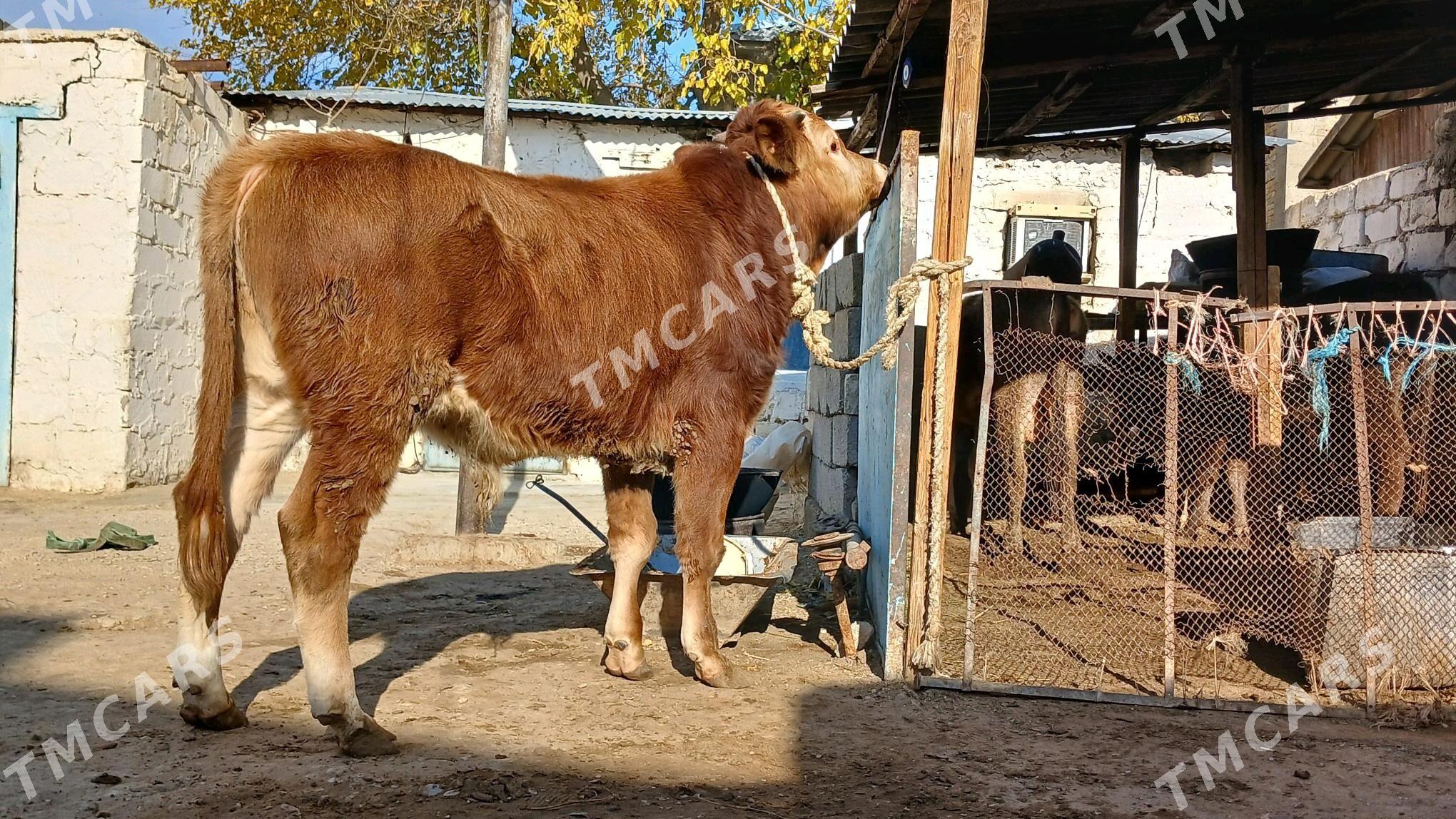 Bakyda Őkuz - Balkanabat - img 2