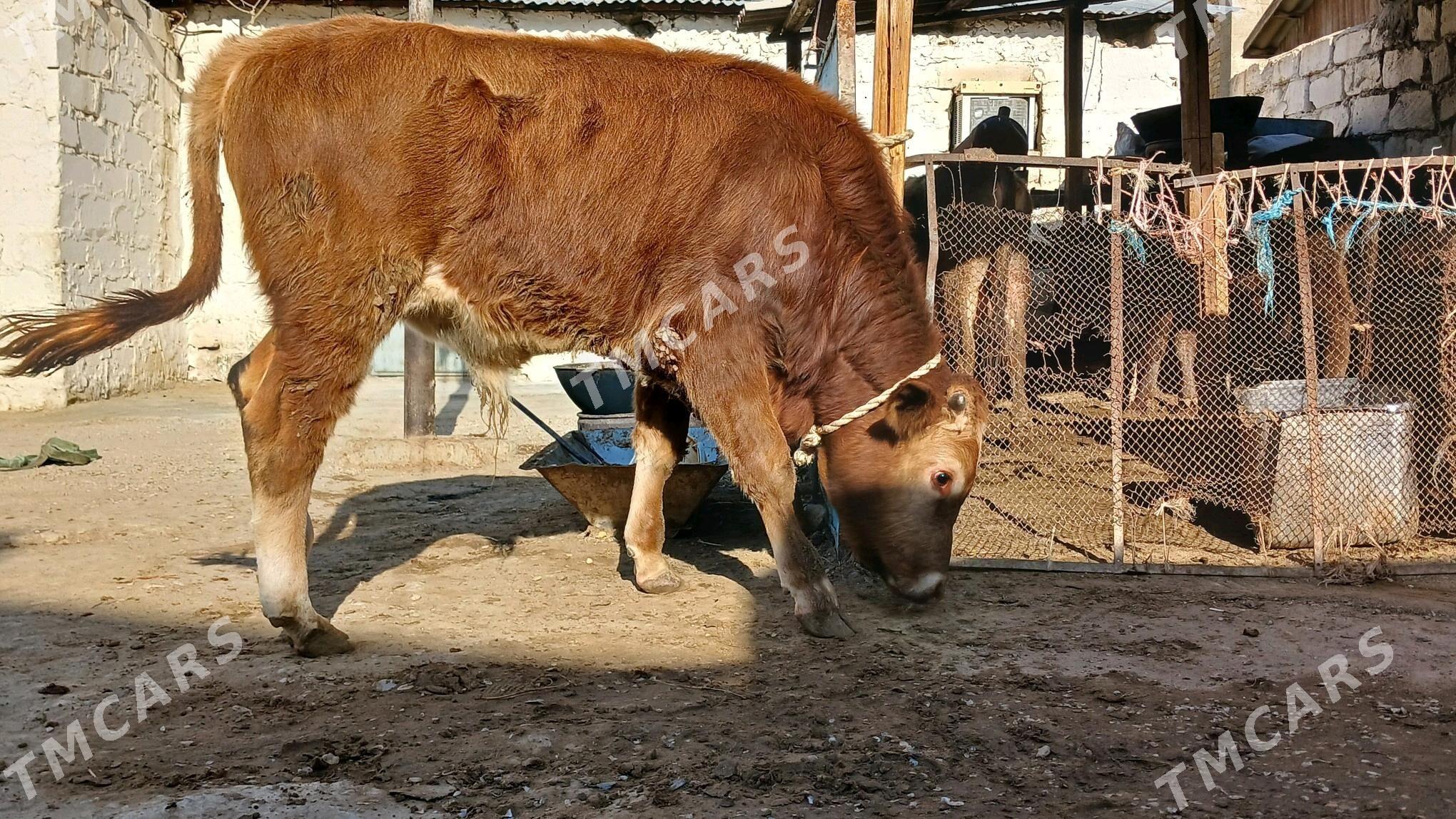 Bakyda Őkuz - Balkanabat - img 3