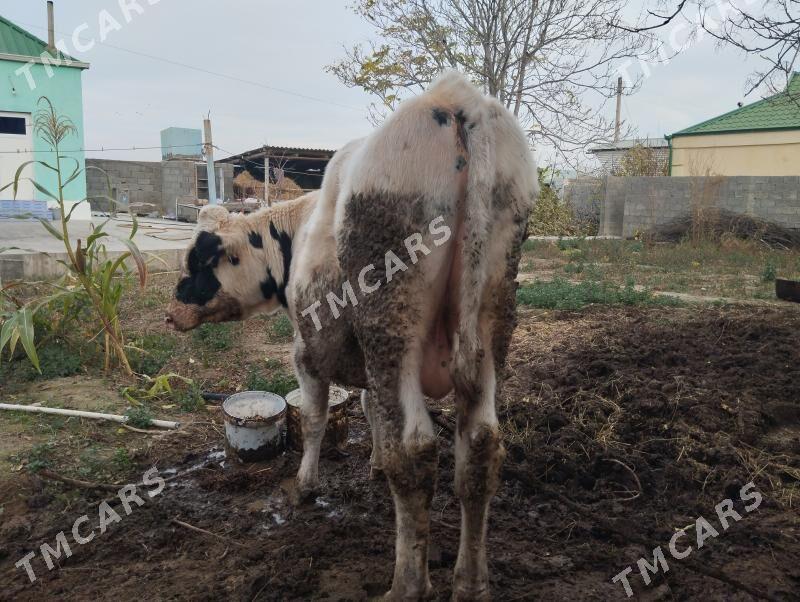 Öküz bakylan çekip berjek - Büzmeýin - img 2