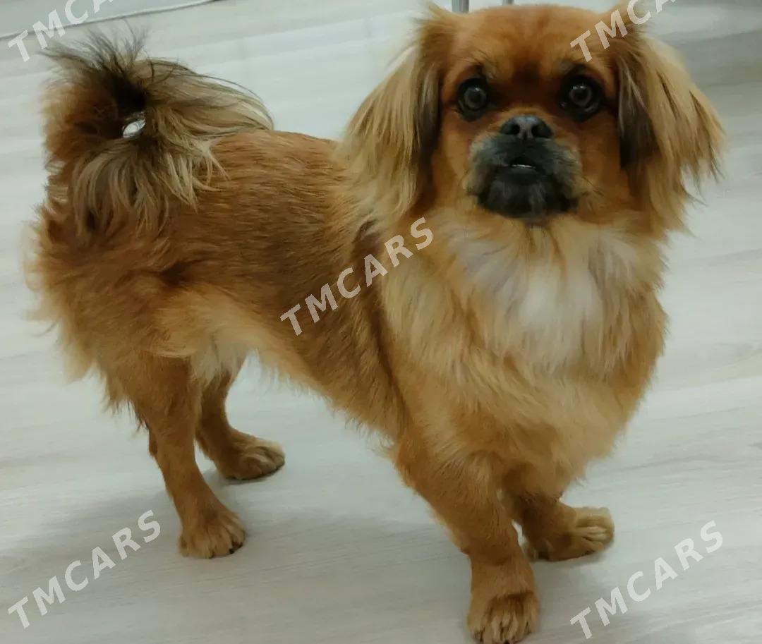 pekines - Mary - img 4