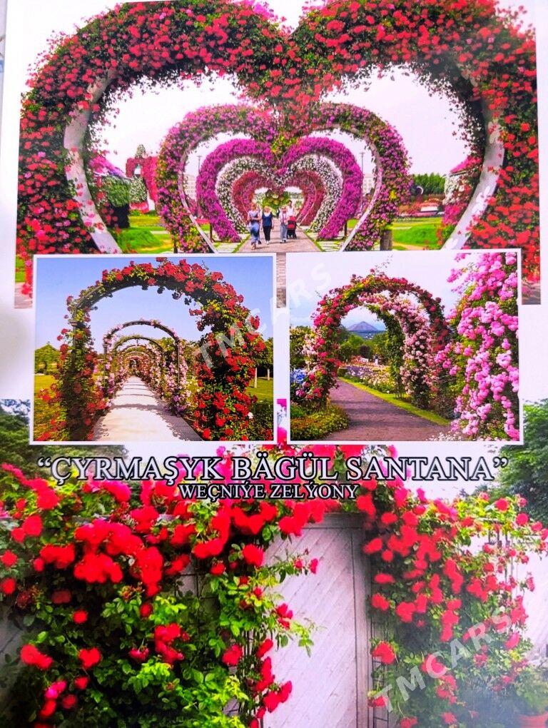 Çyrmaşyk bäwül roza - Гёкдепе - img 1