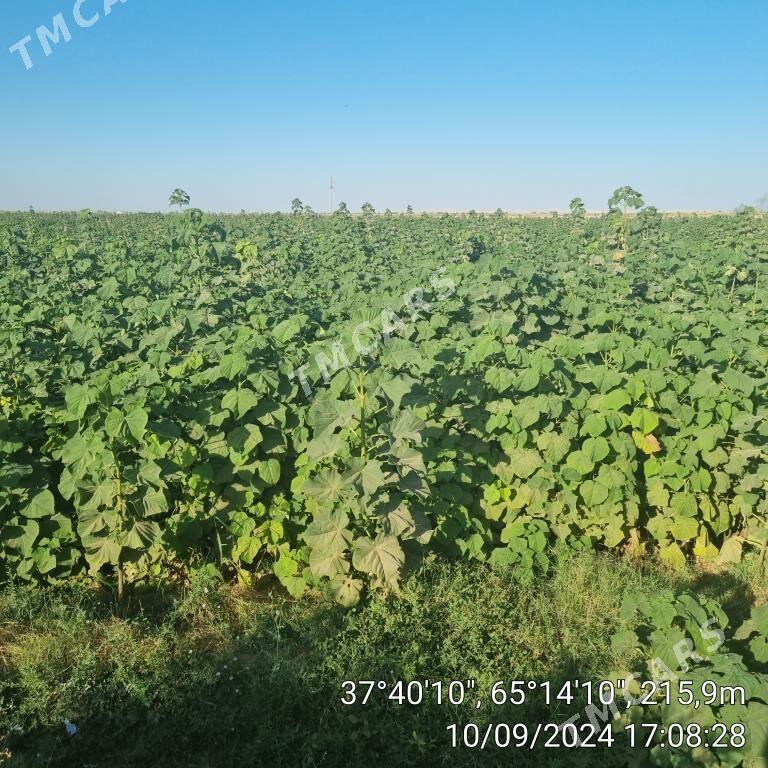 Paulownia,Pawlowniya,Павловния - Керки - img 2