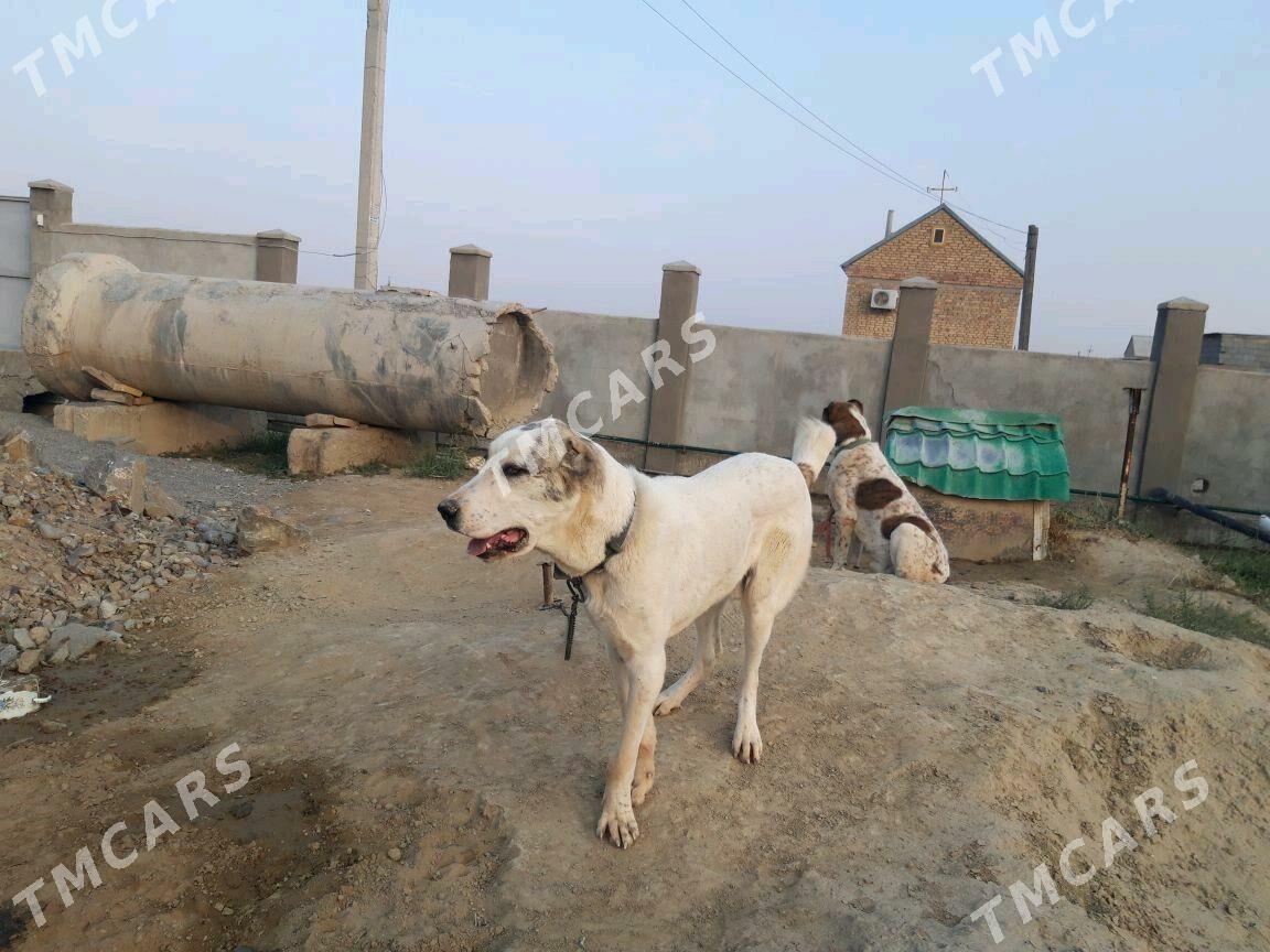 Alabaý turkmen it. - Гёкдепе - img 2