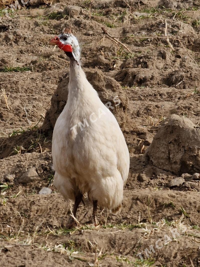 cesarka - Gökdepe - img 2