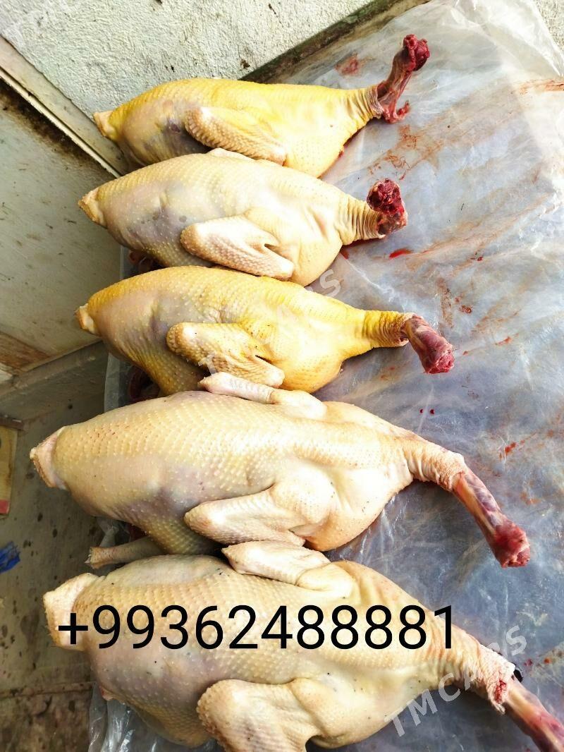 induklar - Дашогуз - img 1