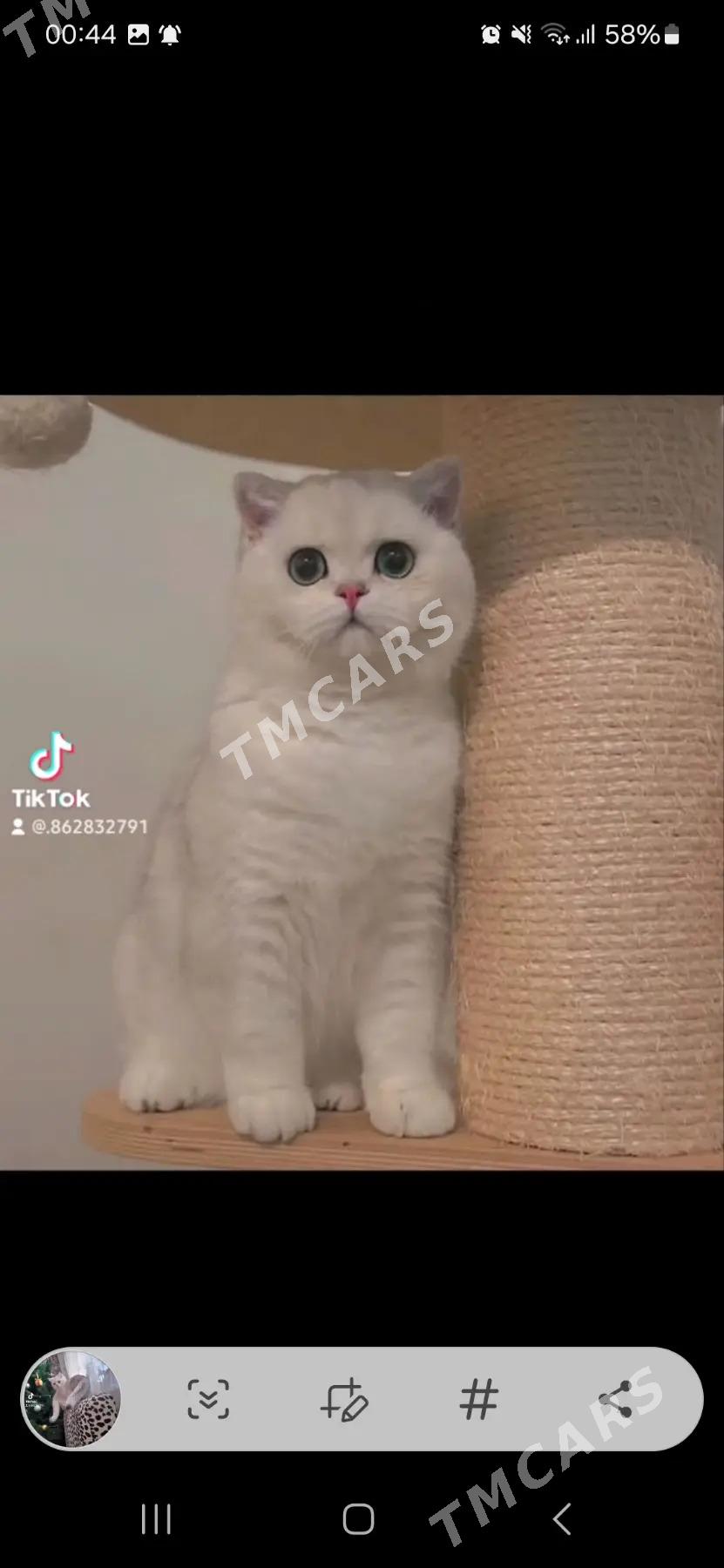 шотландские котята - Aşgabat - img 3