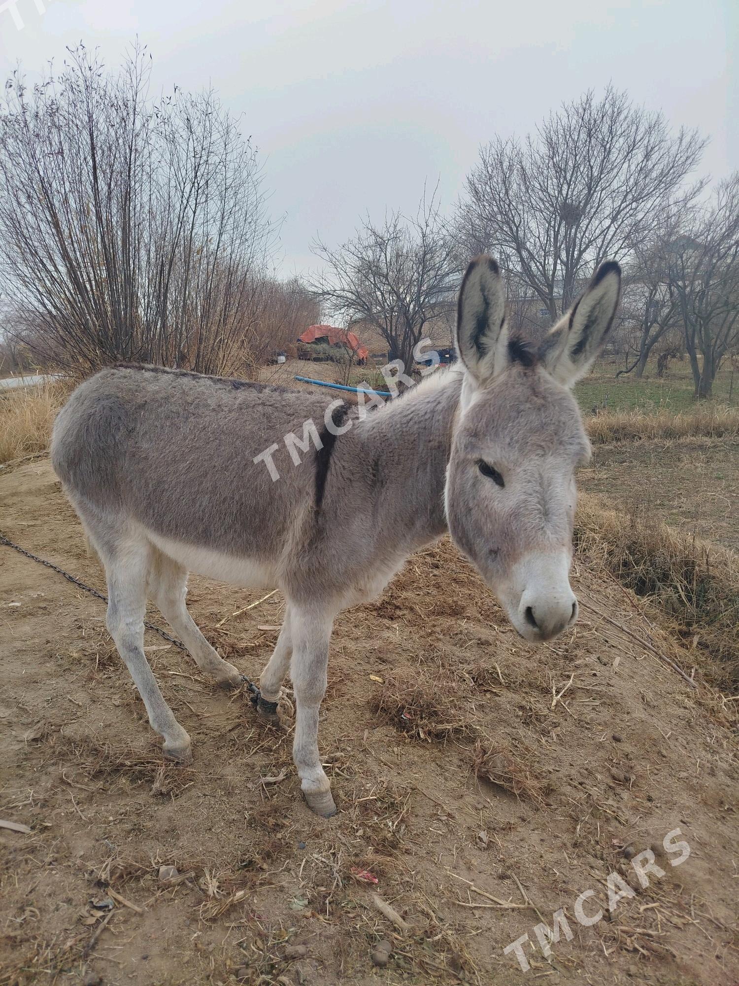 eşek - Сакарчага - img 2