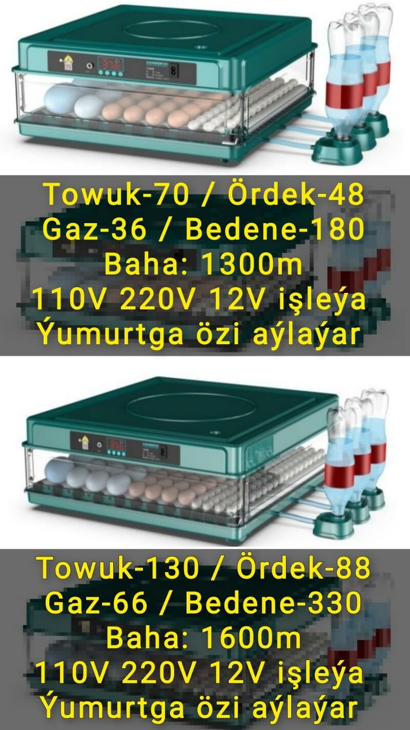 INKUBATOR Towuk Jüýje Bedene - Aşgabat - img 4