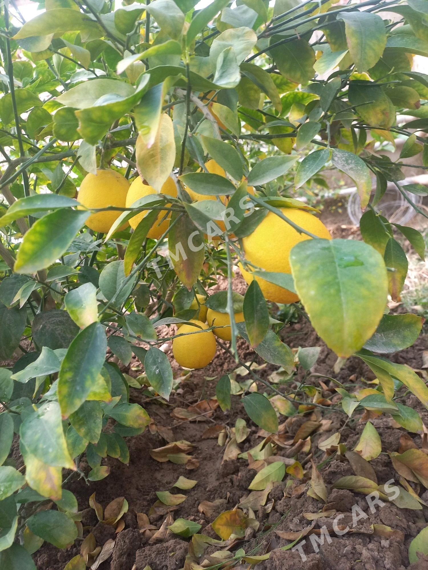 limon sitil - Gökdepe - img 3