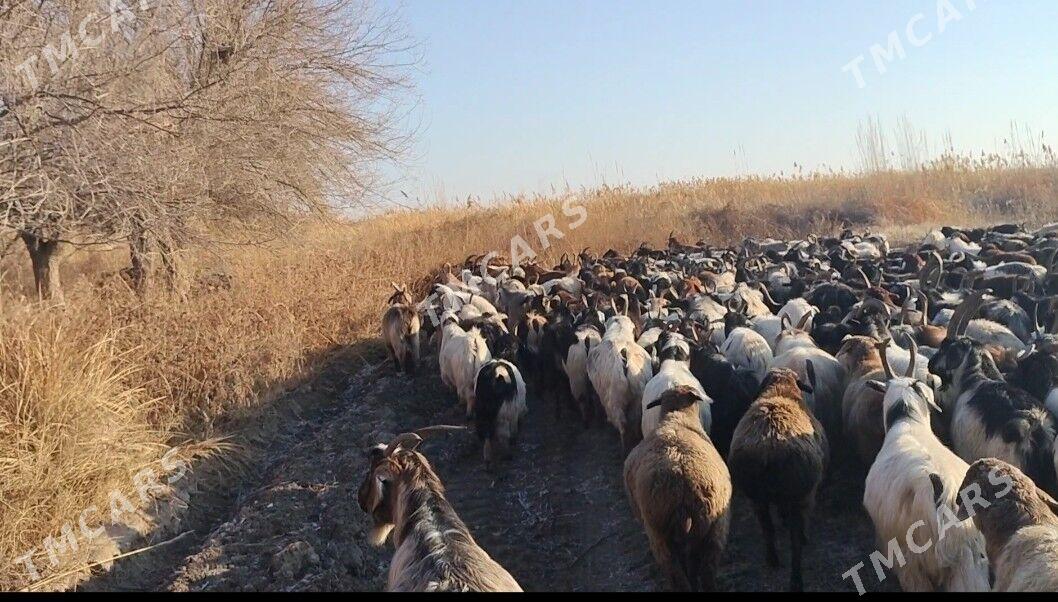 серке кочкар - Сейди - img 3