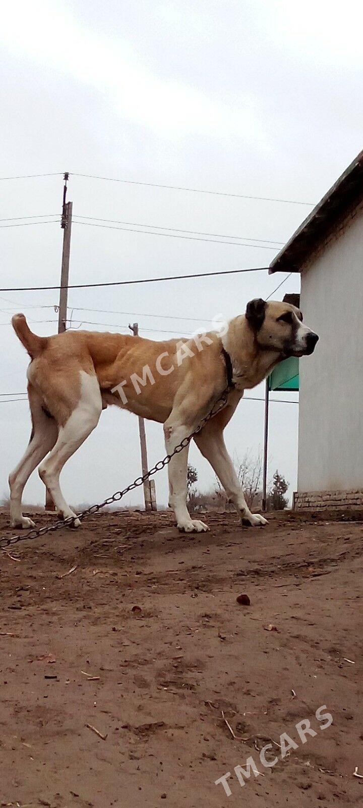 tm alabaý 1 ýaşly - Шабатский этрап - img 2