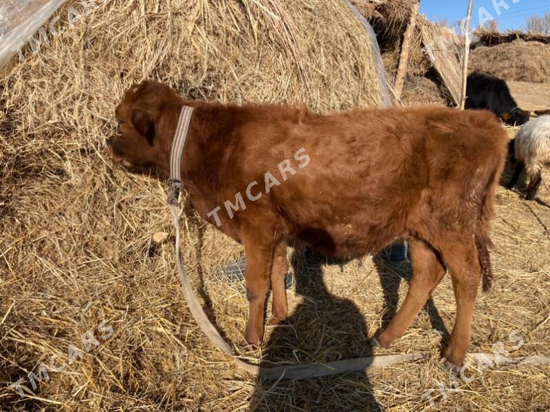 okuzce  bn gulajyn - Ýolöten - img 2