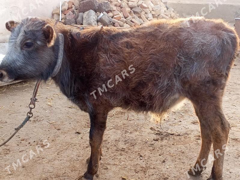 Öküzçe - Türkmenabat - img 2