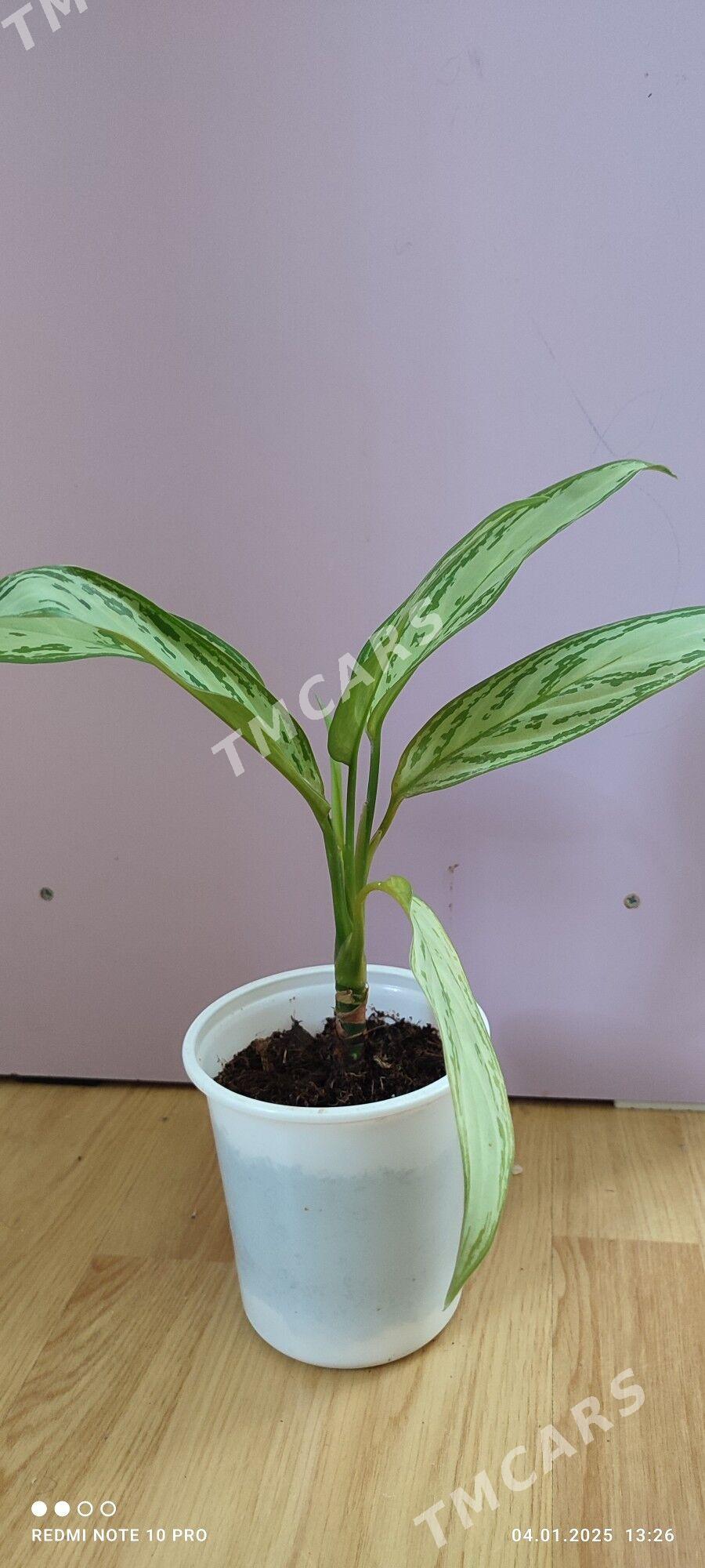 aglaonema gul - Ашхабад - img 2