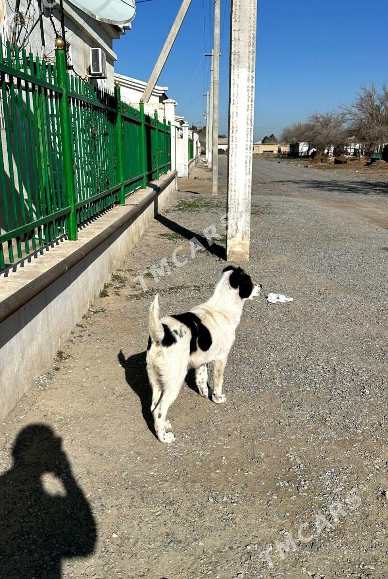 Türkmen alabayy Gujik - Gökdepe - img 2