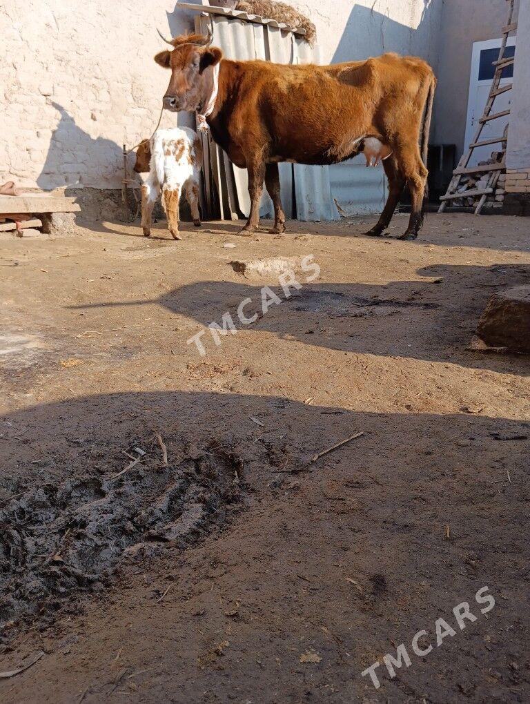 SÜYDLEK GÖLELİ SYGYR PARODA - Köneürgenç - img 2