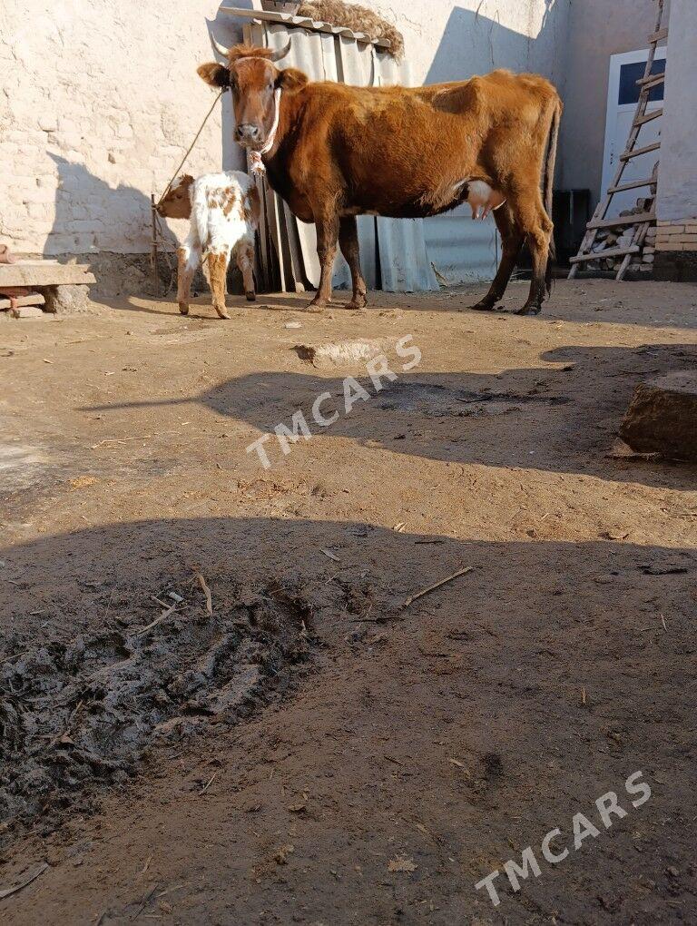 SÜYDLEK GÖLELİ SYGYR PARODA - Köneürgenç - img 3