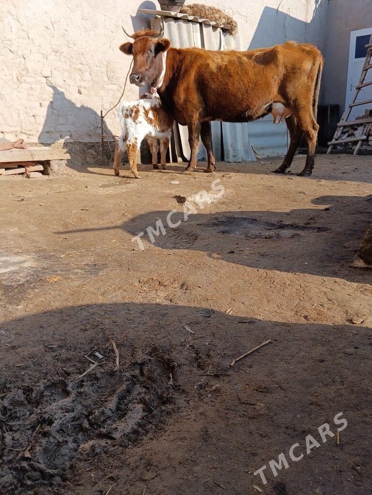 SÜYDLEK GÖLELİ SYGYR PARODA - Köneürgenç - img 5