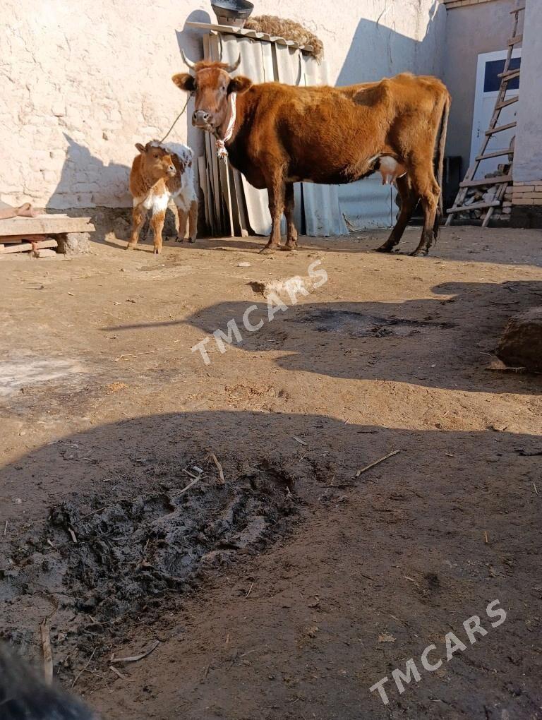 SÜYDLEK GÖLELİ SYGYR PARODA - Köneürgenç - img 10