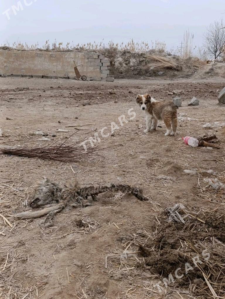 Turkmen güjük - Ak bugdaý etraby - img 2