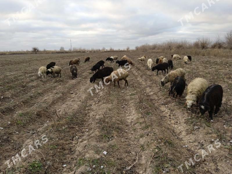 topak goýunlar - Çärjew - img 2