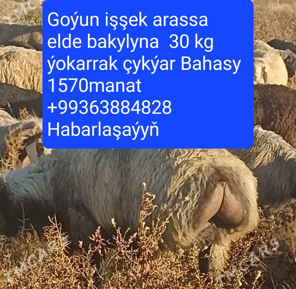 Goýun Işşek - Ашхабад - img 5