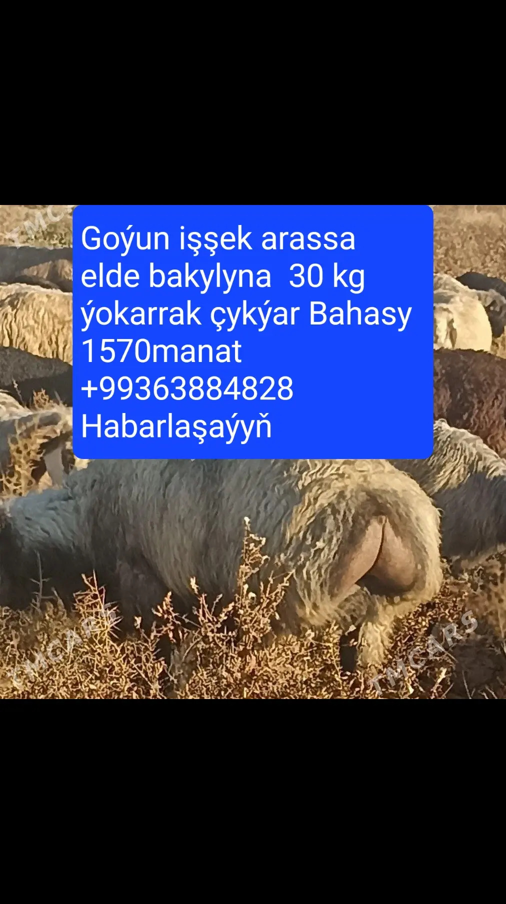 Goýun Işşek - Ашхабад - img 2