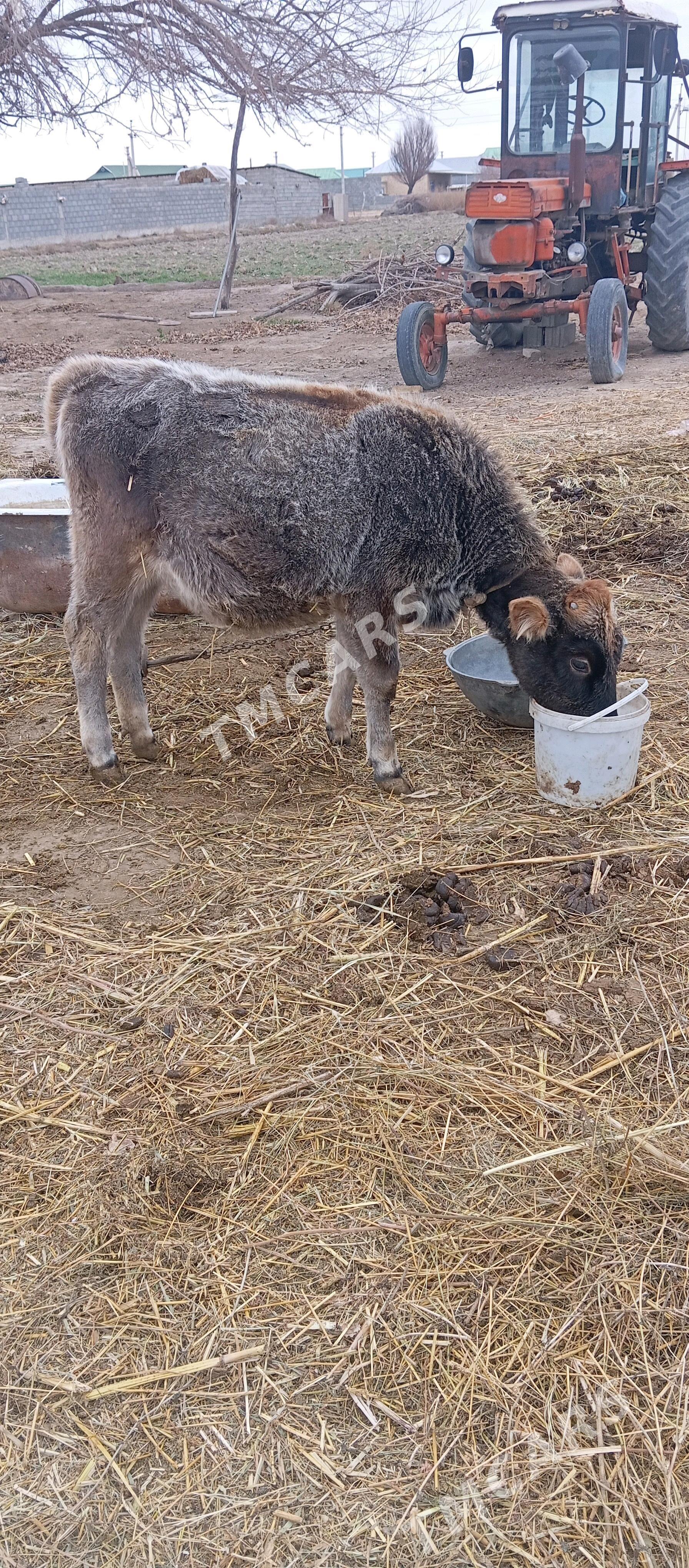 Göle   sygyr - Гёкдепе - img 2