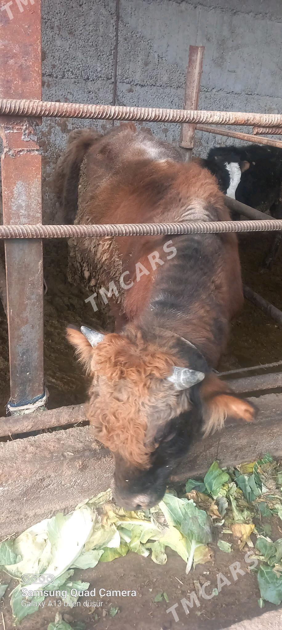 ýaş öküzler 150 kg - Aşgabat - img 5