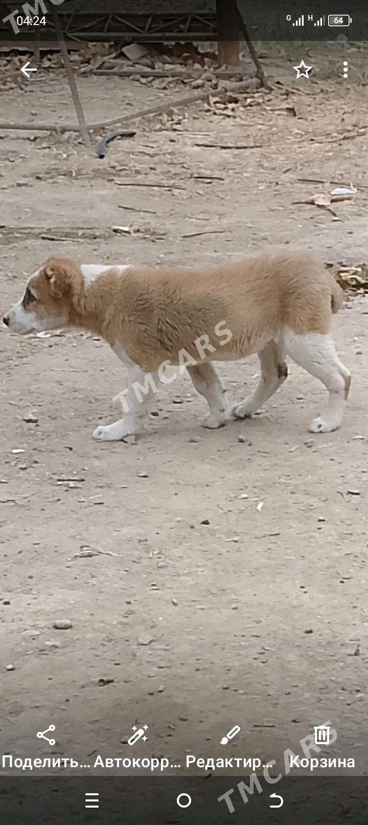 alabaý - Mary - img 2