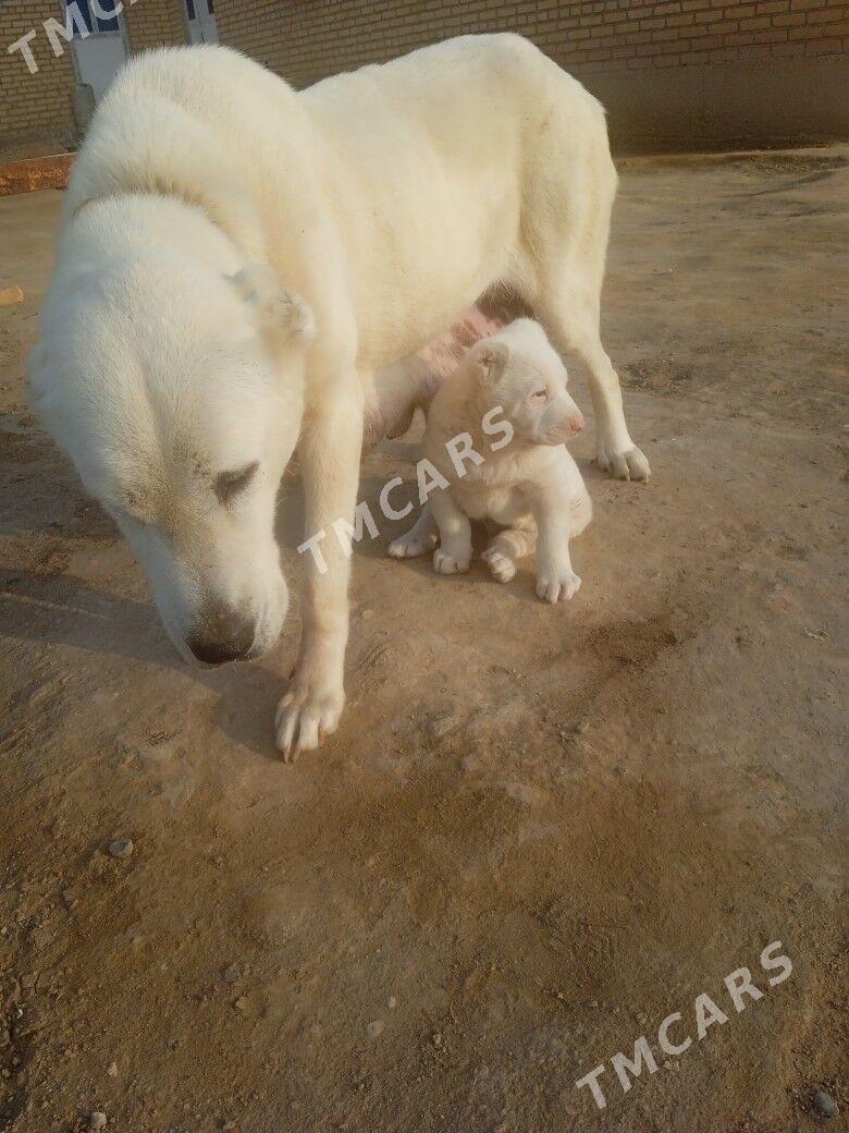 Turkmen alabaýy - Саят - img 3