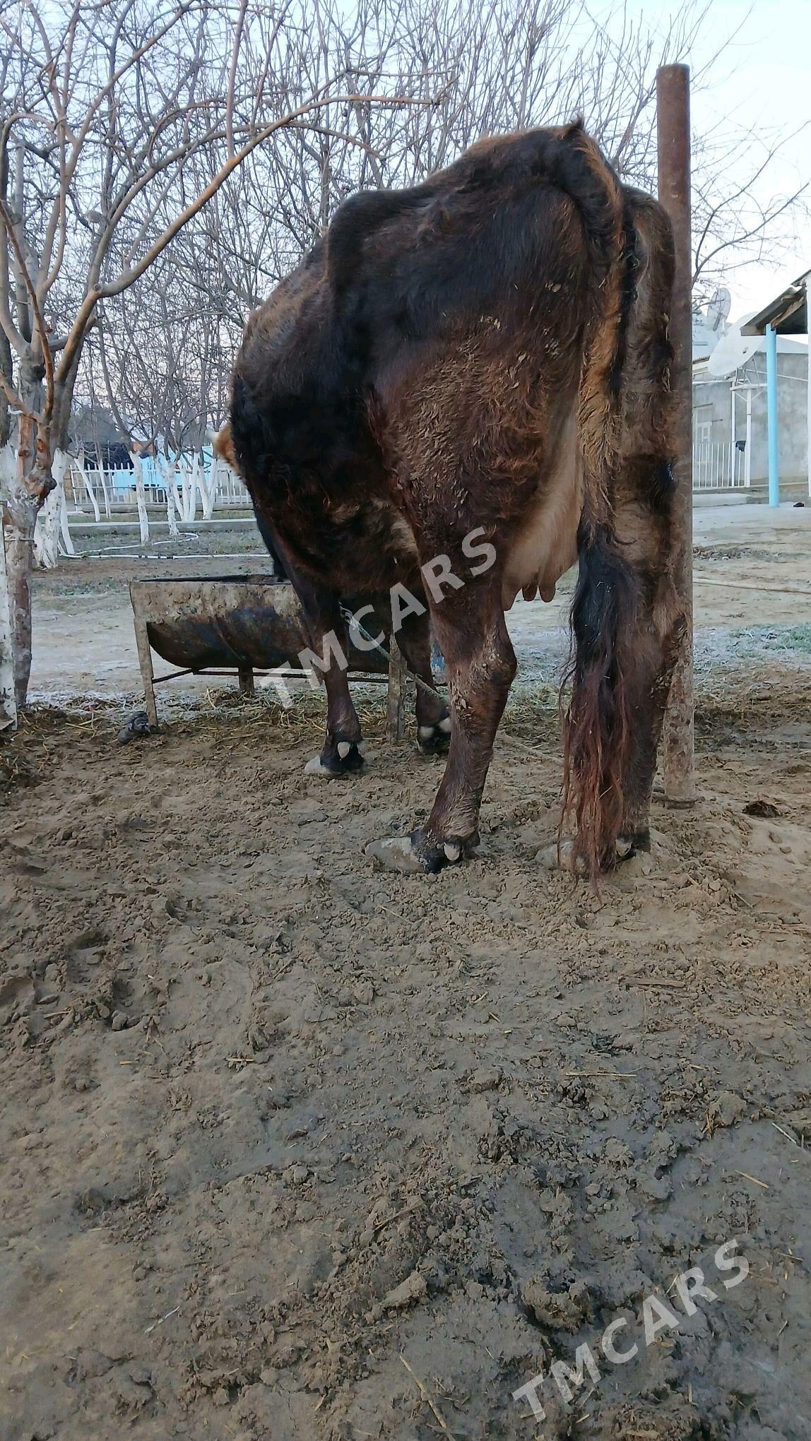 arassa tohum sygyrlar - Бахарден - img 2