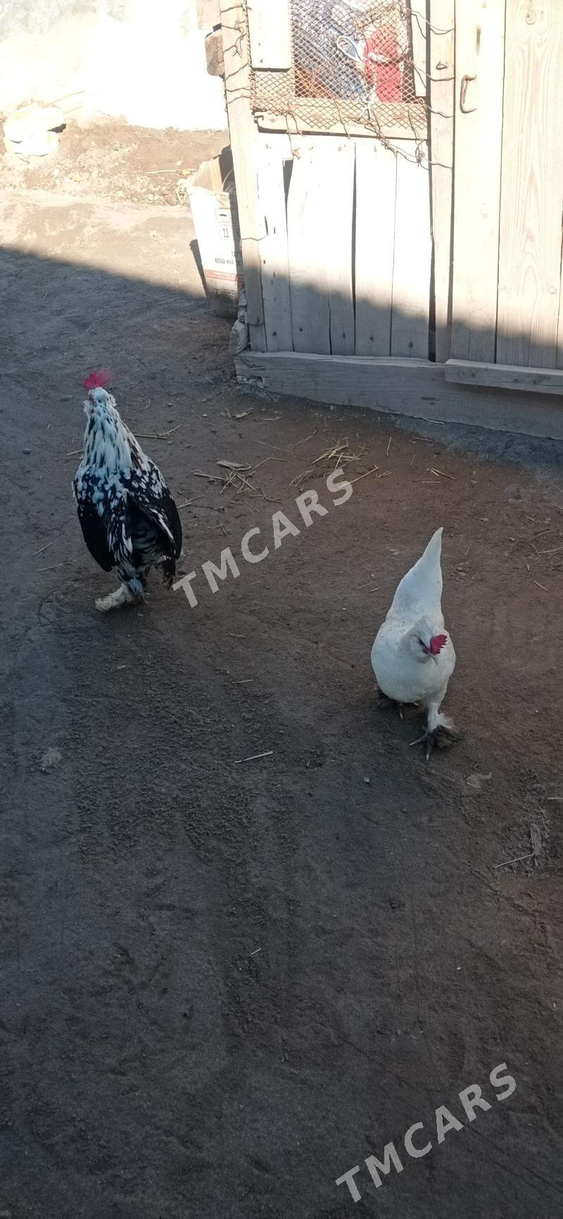 karlık yaponcik - Фарап - img 3