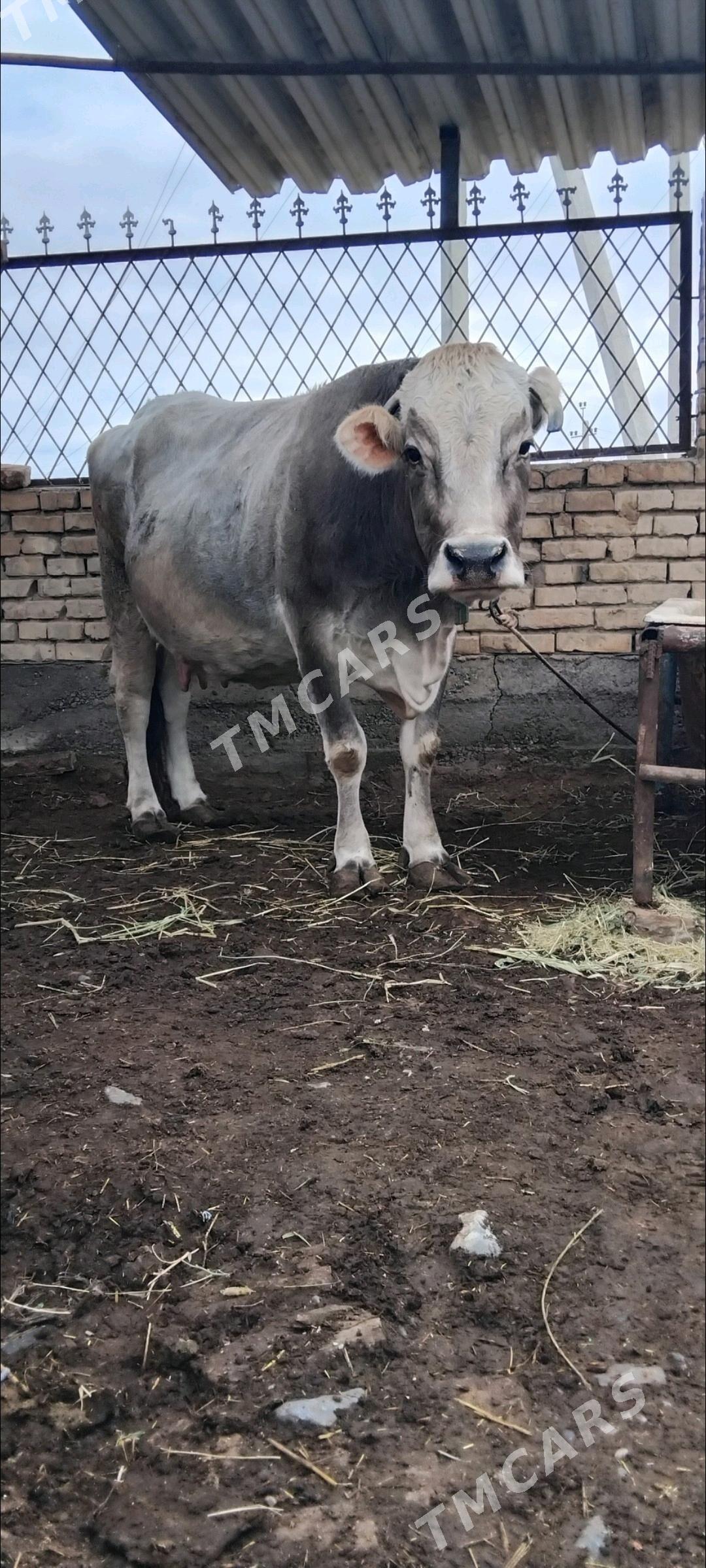 ŞIWET AGYR BOGAZ SYGYR - Änew - img 3