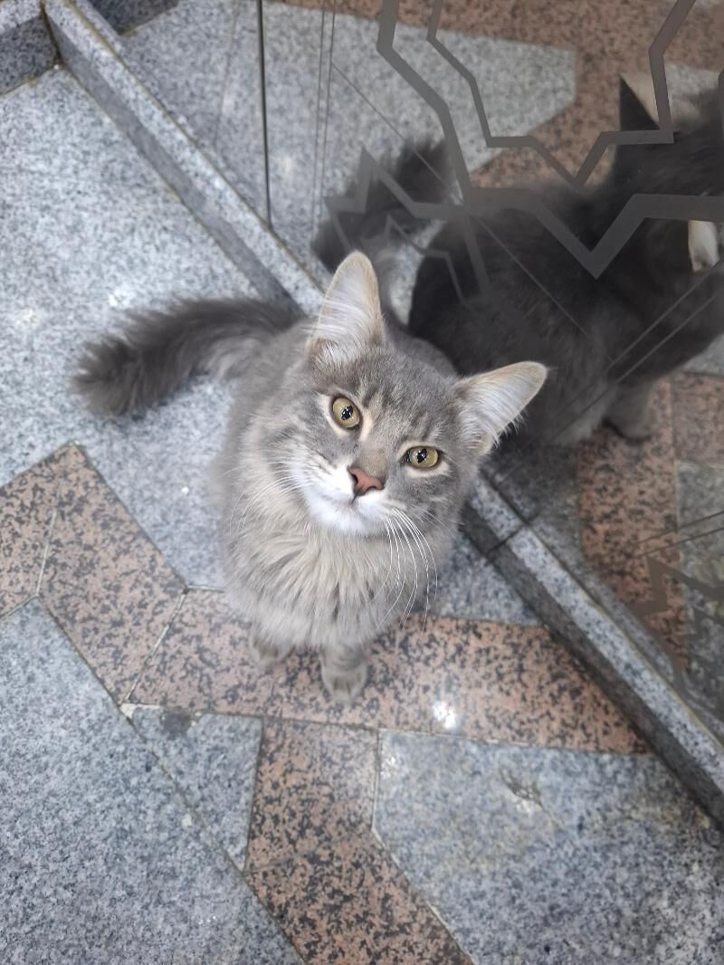 Котёнок♡ - Aşgabat - img 2