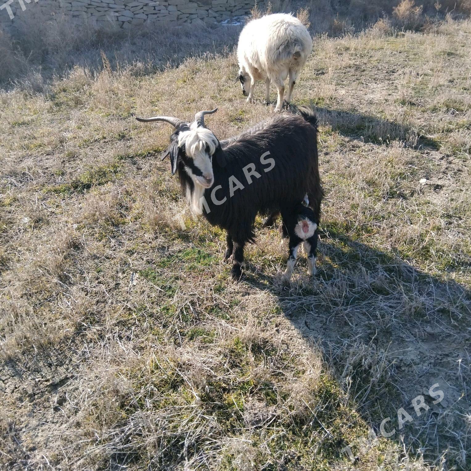 Nohur geci - Bäherden - img 3