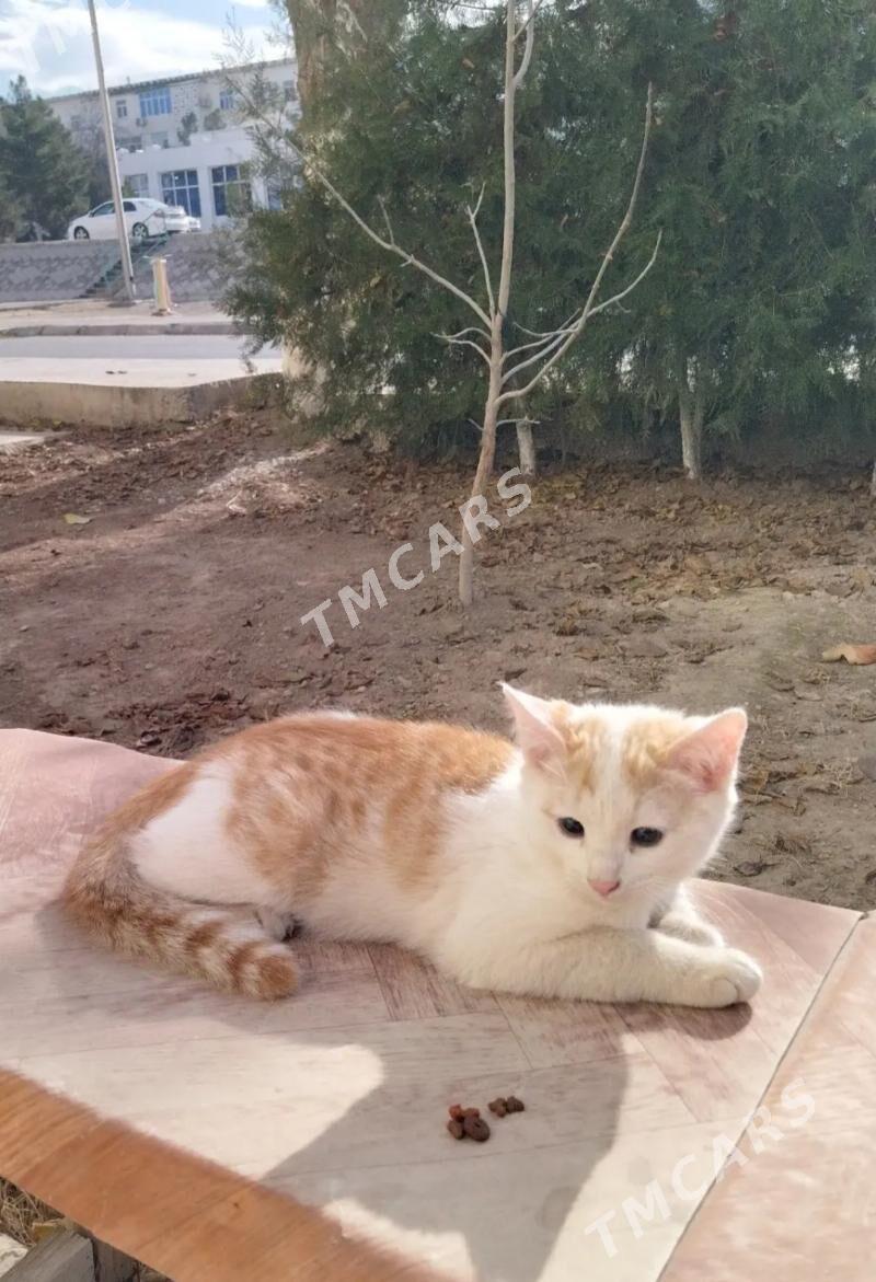 котик - Aşgabat - img 2