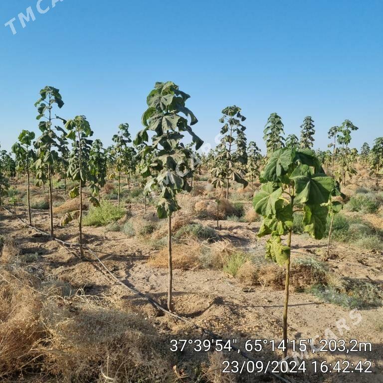 Paulownia,Pawlowniya,Павловния - Керки - img 3