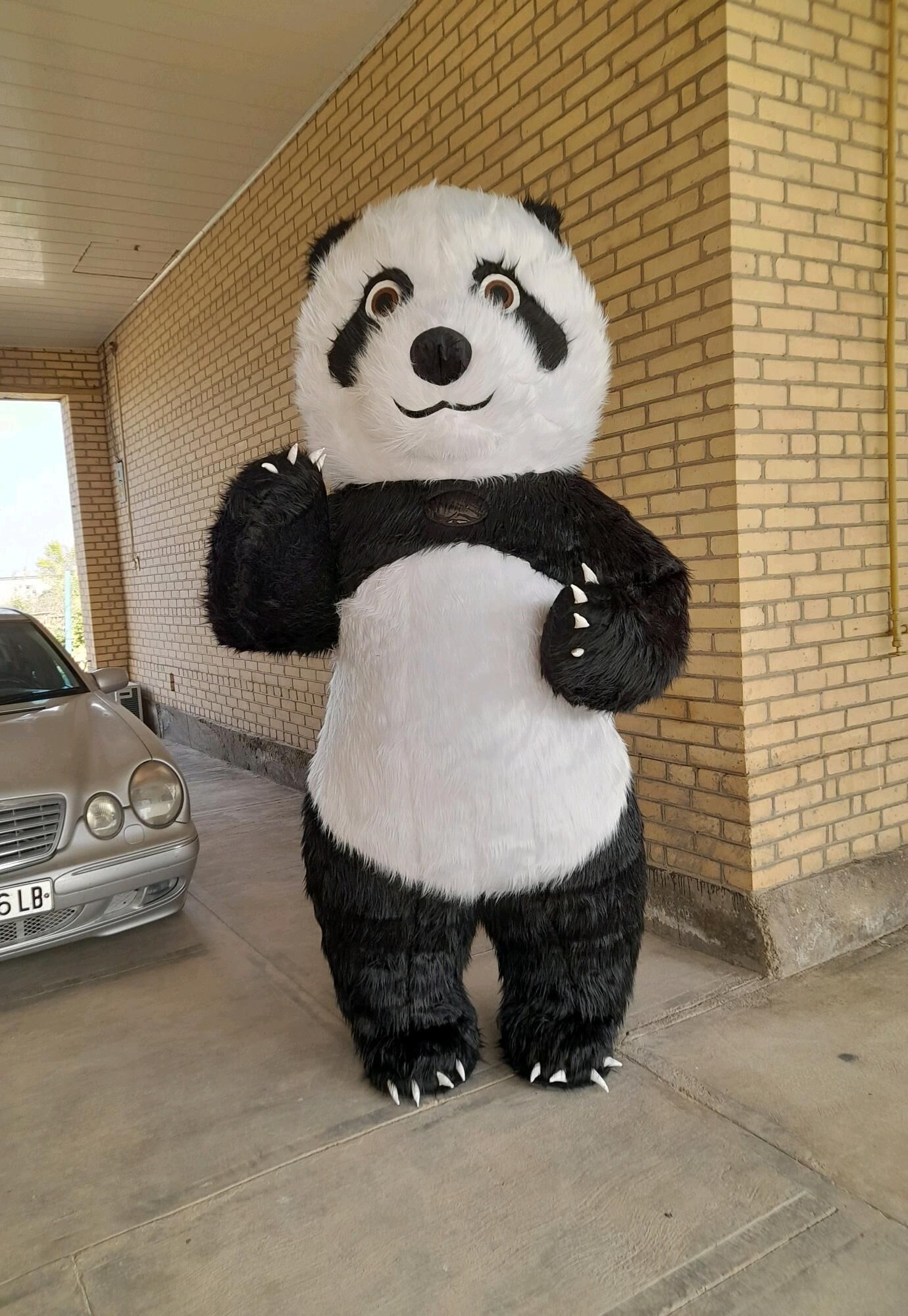 Panda - Garabekewül - img 2