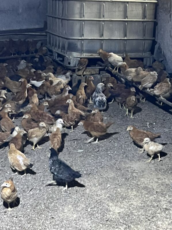 juyje 300gram 20 man - Бахарден - img 1