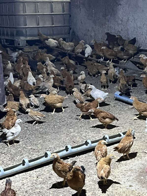juyje 300gram 20 man - Бахарден - img 2