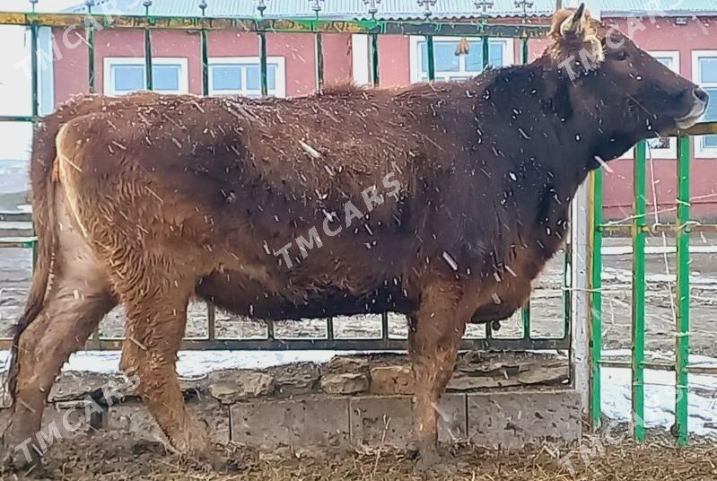 Baklan tüwe sygyr - Bäherden - img 2