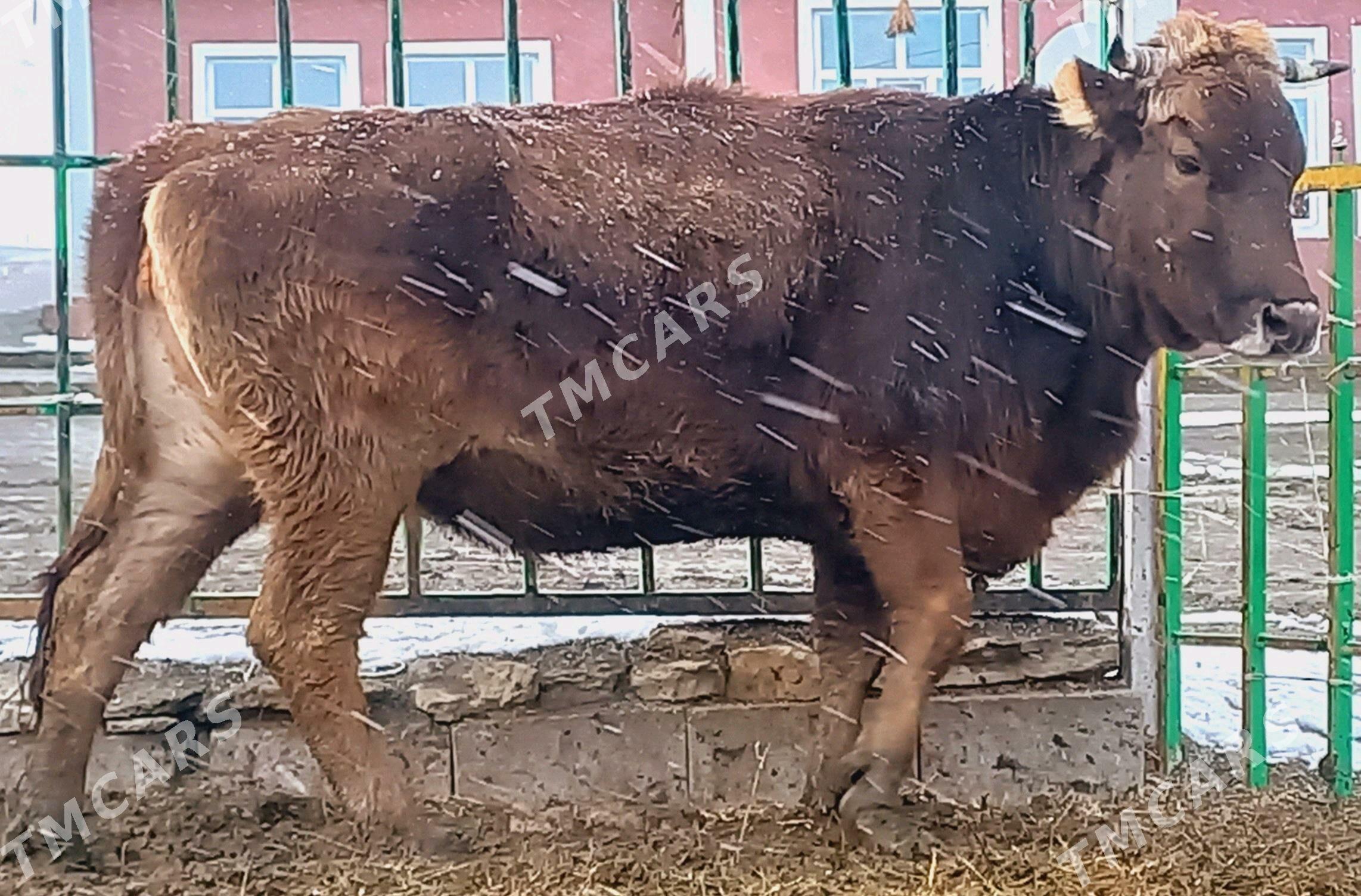 Baklan tüwe sygyr - Bäherden - img 8