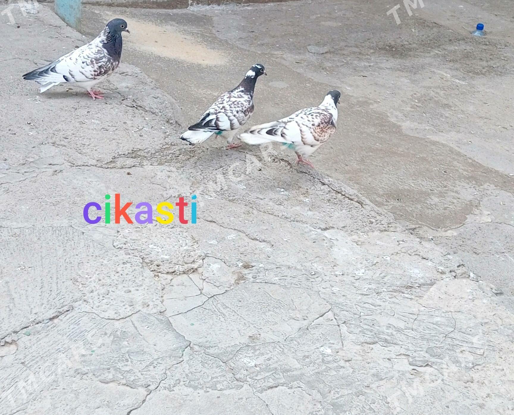 kepderi.cikasti - Hitrowka - img 2