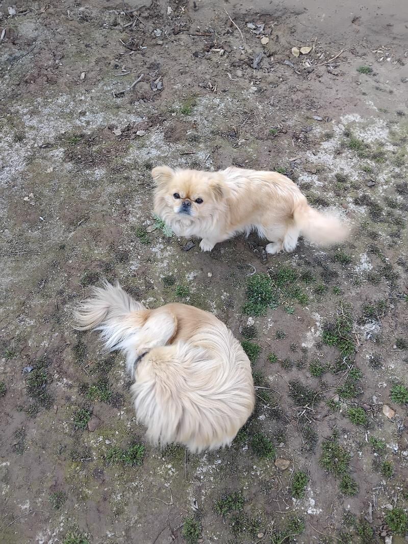 Pekines - Çärjew - img 3