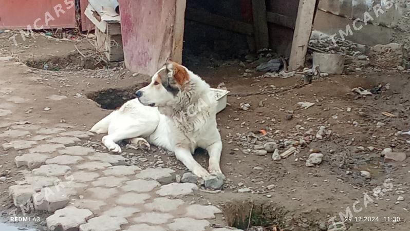 Turkmen iti Alabay - Ашхабад - img 2